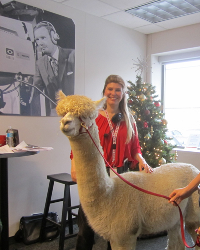 Michelle Messina Coordinator TV Station Christmas Alpaca