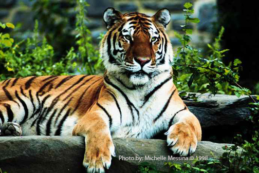 Tiger Pic by: Michelle Messina Year of the Tirger